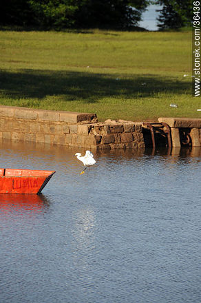 Snowy egret. Uruguay River coast.  - Department of Salto - URUGUAY. Photo #36436