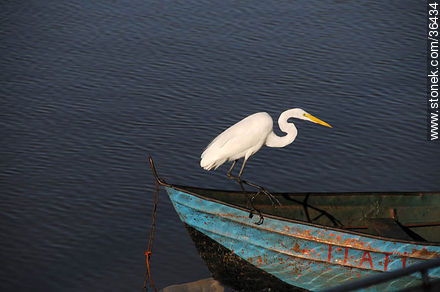 Grey egret. Uruguay River coast.  - Department of Salto - URUGUAY. Photo #36434