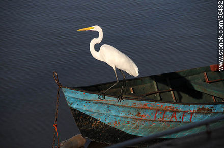 Grey egret. Uruguay River coast.  - Department of Salto - URUGUAY. Photo #36432