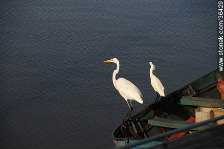 Snowy and grey egret. Uruguay River coast.  - Department of Salto - URUGUAY. Photo #36429