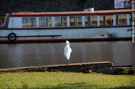 Uruguay River coast. Great Egret. - Department of Salto - URUGUAY. Photo #36415