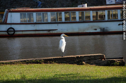 Uruguay River coast. Great Egret. - Department of Salto - URUGUAY. Photo #36414