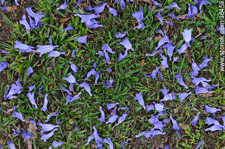 Flores de jacarandá -  - IMÁGENES VARIAS. Foto No. 36459