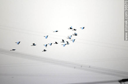 Aves volando sobre cables de alta tensión - Departamento de Salto - URUGUAY. Foto No. 36570