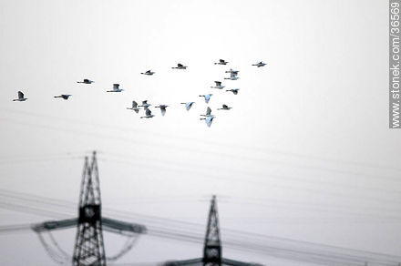 Aves volando sobre las torres de alta tensión - Departamento de Salto - URUGUAY. Foto No. 36569