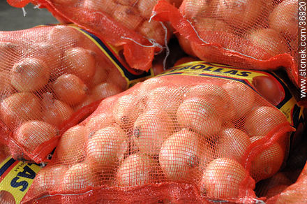 Packed onions - Department of Salto - URUGUAY. Foto No. 36820