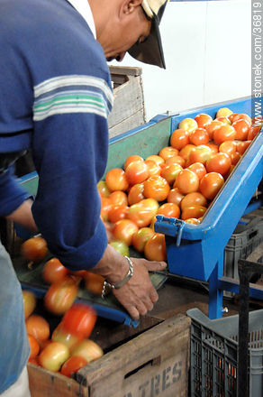 Tomatoes process - Department of Salto - URUGUAY. Foto No. 36819
