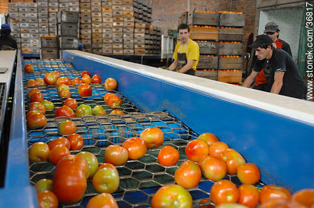 Línea de producción del tomate - Departamento de Salto - URUGUAY. Foto No. 36817