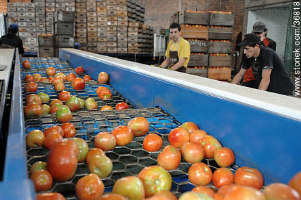 Tomatoes process - Department of Salto - URUGUAY. Foto No. 36818