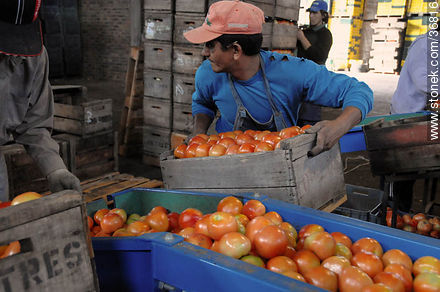 Línea de producción del tomate - Departamento de Salto - URUGUAY. Foto No. 36816