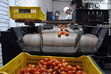 Selección de tomates cherry peritas - Departamento de Salto - URUGUAY. Foto No. 36814