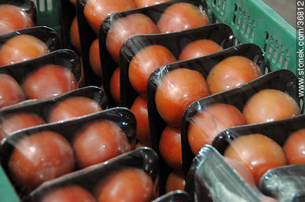 Packed tomatoes - Department of Salto - URUGUAY. Foto No. 36812