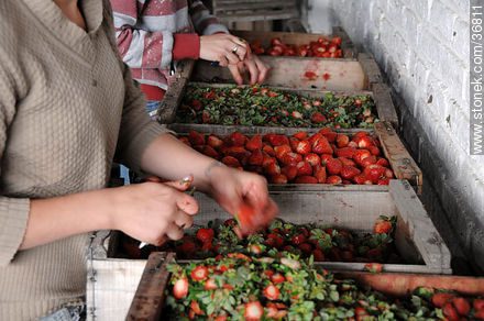 Processing strawberries - Department of Salto - URUGUAY. Foto No. 36811