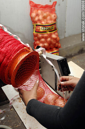 Onion packing - Department of Salto - URUGUAY. Foto No. 36808