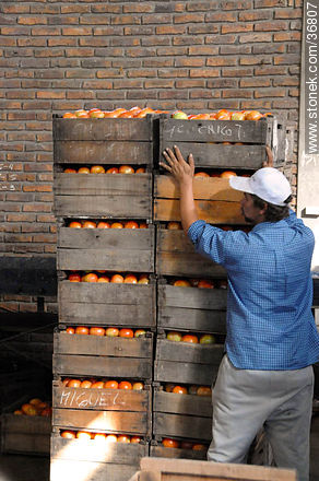 Tomatoes process - Department of Salto - URUGUAY. Foto No. 36807
