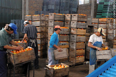 Línea de producción del tomate - Departamento de Salto - URUGUAY. Foto No. 36806