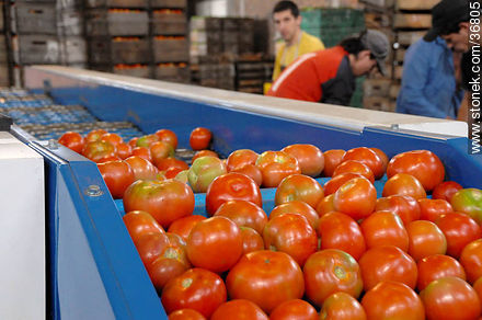 Línea de producción del tomate - Departamento de Salto - URUGUAY. Foto No. 36805
