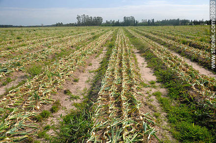 Onion harvest - Department of Salto - URUGUAY. Foto No. 36803