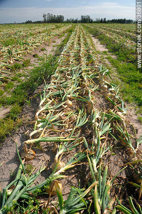 Onion harvest - Department of Salto - URUGUAY. Photo #36801