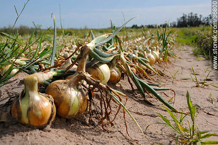 Onion harvest - Department of Salto - URUGUAY. Foto No. 36800