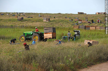 Onion harvest - Department of Salto - URUGUAY. Foto No. 36799