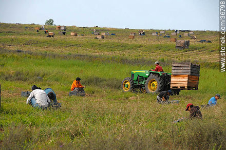 Onion harvest - Department of Salto - URUGUAY. Foto No. 36798
