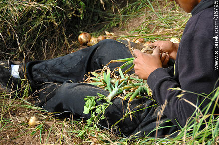 Onion harvest - Department of Salto - URUGUAY. Foto No. 36795