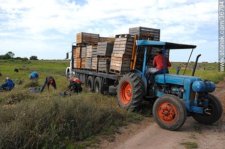 Onion harvest - Department of Salto - URUGUAY. Foto No. 36794