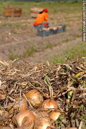 Trabajo de la cebolla en el campo - Departamento de Salto - URUGUAY. Foto No. 36792