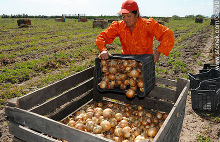 Onion harvest - Department of Salto - URUGUAY. Foto No. 36790