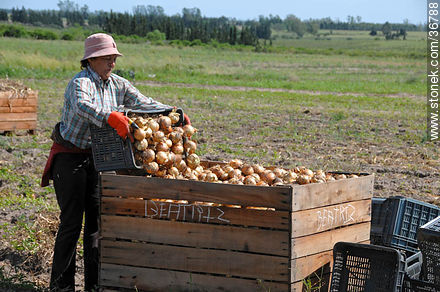 Onion harvest - Department of Salto - URUGUAY. Foto No. 36788