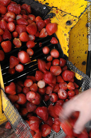 Washing strawberries - Department of Salto - URUGUAY. Photo #36787