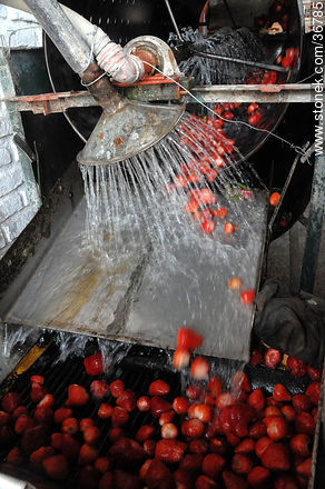 Washing strawberries - Department of Salto - URUGUAY. Foto No. 36785