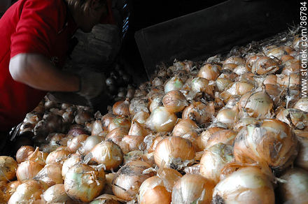 Onions - Department of Salto - URUGUAY. Foto No. 36784