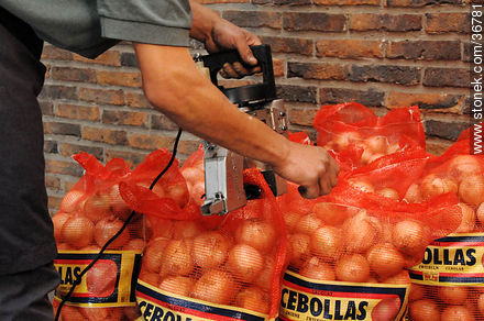 Onion bags - Department of Salto - URUGUAY. Foto No. 36781