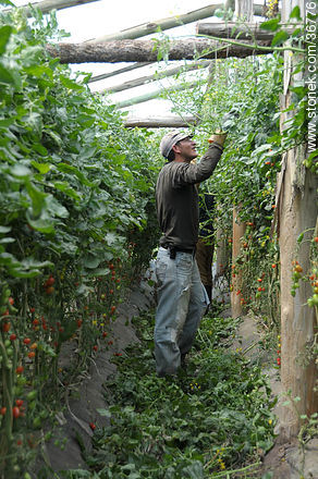 Tomates cherry en invernadero - Departamento de Salto - URUGUAY. Foto No. 36776