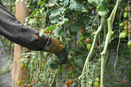 Tomates cherry en invernadero - Departamento de Salto - URUGUAY. Foto No. 36775