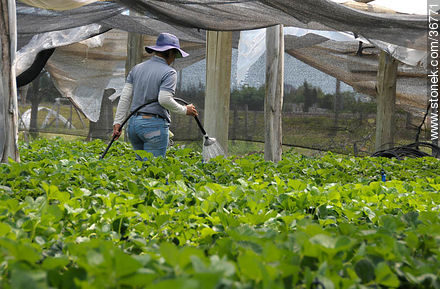 Plantas de frutilla en invernadero. Riego. - Departamento de Salto - URUGUAY. Foto No. 36771