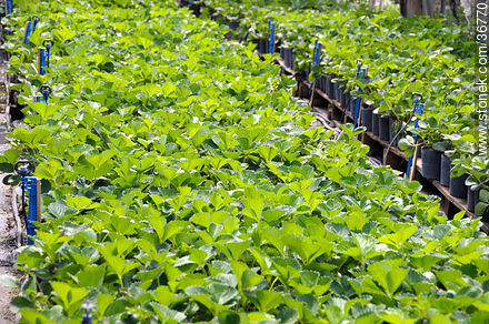 Plantas de frutilla en invernadero. Riego. - Departamento de Salto - URUGUAY. Foto No. 36770