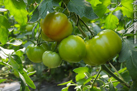 Unripped tomatoes - Department of Salto - URUGUAY. Photo #36768