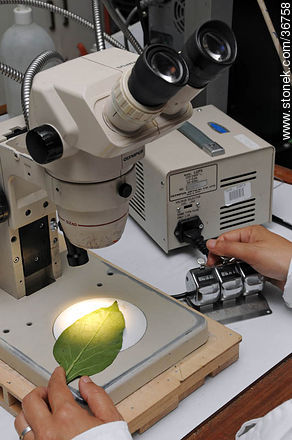 Estudio de plagas al microscopio - Departamento de Salto - URUGUAY. Foto No. 36758