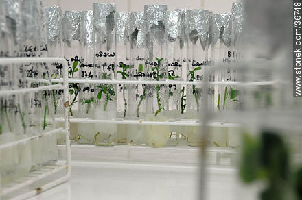 Micro injertos en laboratorio - Flora - IMÁGENES VARIAS. Foto No. 36748