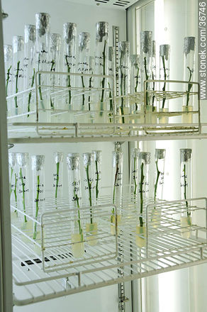Microinjertos en laboratorio del INIA - Departamento de Salto - URUGUAY. Foto No. 36746