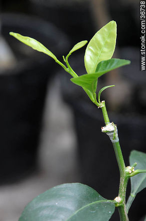 Grafted citrus - Flora - MORE IMAGES. Photo #36738