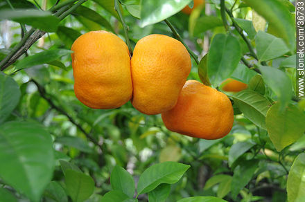 Tangerines - Department of Salto - URUGUAY. Photo #36733