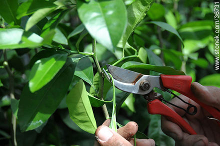 Cutting citrus - Department of Salto - URUGUAY. Photo #36731