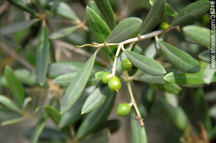 Olive tree - Department of Salto - URUGUAY. Photo #36718