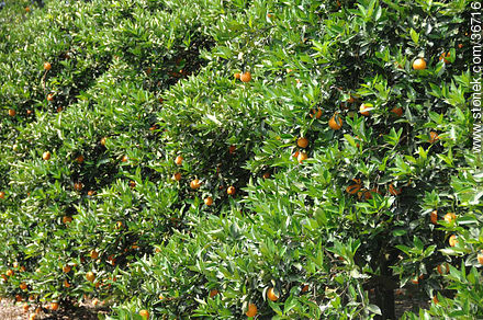 Orange trees - Department of Salto - URUGUAY. Photo #36716