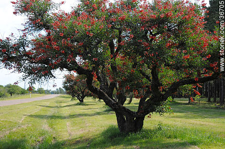 Ceibo en flor - Flora - IMÁGENES VARIAS. Foto No. 36705