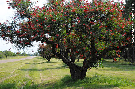 Cockspur Coral Tree. - Flora - MORE IMAGES. Photo #36705